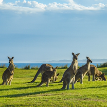 澳大利亚·访客600签证（旅游）一年多次·移民局网站·【卓越】澳洲新西兰签证个人旅游多次/单次全国办理