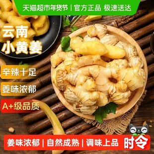 云南小黄姜红河新鲜生姜老姜现挖高山沙姜土姜种子蔬菜