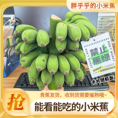整串小米蕉办公室水培可食用香蕉