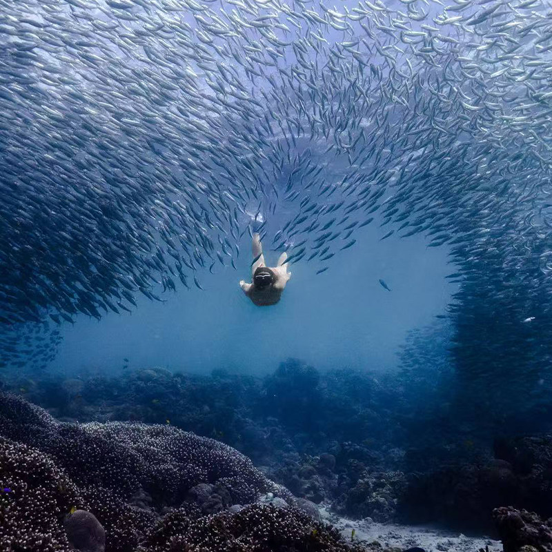 菲律宾宿务旅游奥斯洛布鲸鲨同游墨宝沙丁鱼浮潜独立车宿务接送