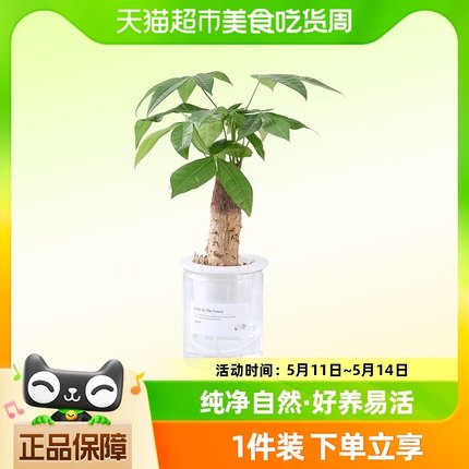 【单品包邮】小盆栽鸟巢蕨水培植物室内桌面绿植水养琴叶榕发财树