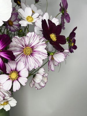 不售后，必买随机混色绝美格桑花1扎，购买3单包邮