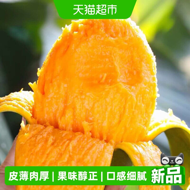 攀枝花凯特芒特大大脸芒