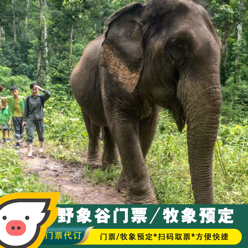 云南西双版纳野象谷门票/野象谷雨林牧象（母子象）预定