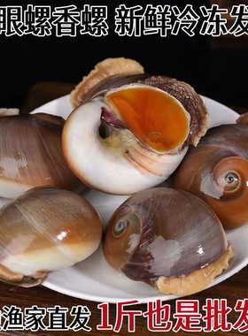 新鲜活冻冷冻猫眼螺香海螺海鲜水产贝类爆炒食材饭店商用批发