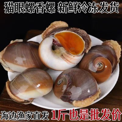 新鲜活冻冷冻猫眼螺香海螺海鲜水产贝类爆炒食材饭店商用批发