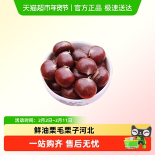迁西生板栗新鲜油栗毛栗子河北现摘糖炒栗子店同款25年新鲜蔬菜