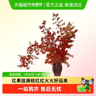 火棘果鲜切枝火把果水培植物水养花卉绿植好养鲜花室内插瓶花材