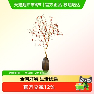 金灯树金龙柳酸浆果鲜枝水培植室内大型好养绿植花卉鲜切枝