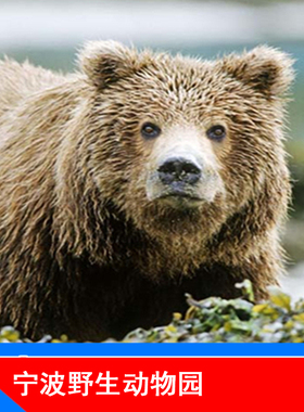 [宁波野生动物园-大门票]宁波雅戈尔野生动物园 成人票