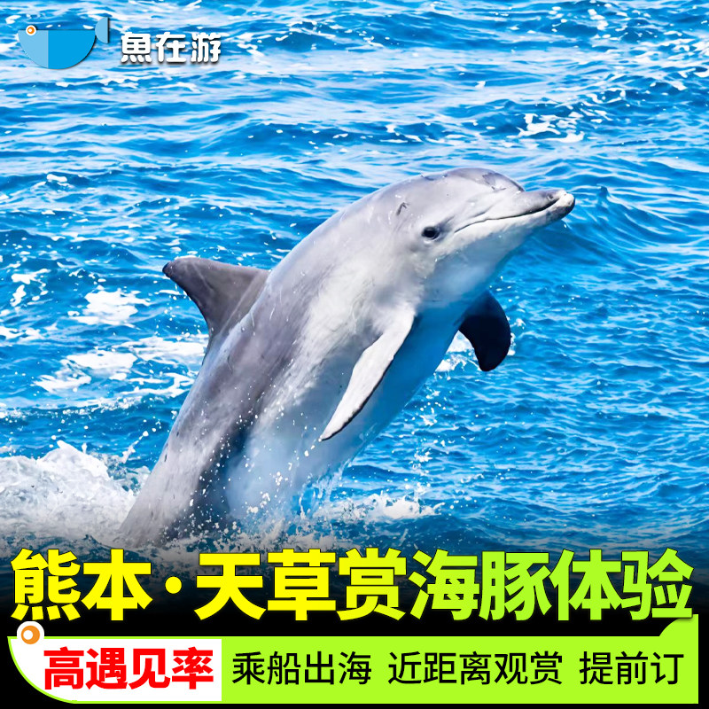 日本天草赏海豚船票sea cruise九州熊本天草船票高概率海上