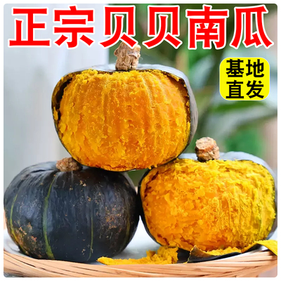 山东贝贝南瓜香甜辅食正宗贝贝辅食整箱辅食批发