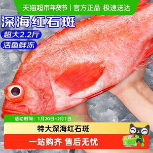 红石斑鱼鲜活冷冻新鲜超大条深海红鱼龙胆富贵鱼