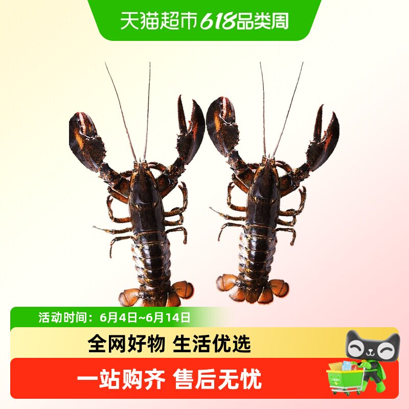 渔传播鲜活波士顿龙虾450-500g*2只包鲜不包活顺丰包邮