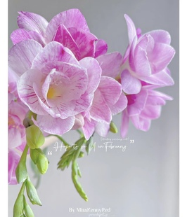 不售后，桃子公主粉色重瓣香雪兰1扎8～10支，购买3单包邮