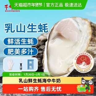 千牛农乳山生蚝鲜活牡蛎海蛎子海鲜烧烤食材刺身整箱
