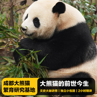 猩咖说成都大熊猫繁育研究基地含门票大咖2 2.5H小包团人工讲解