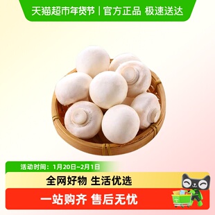新鲜口蘑双孢菇烤口蘑现摘发货烧烤火锅时令蔬菜