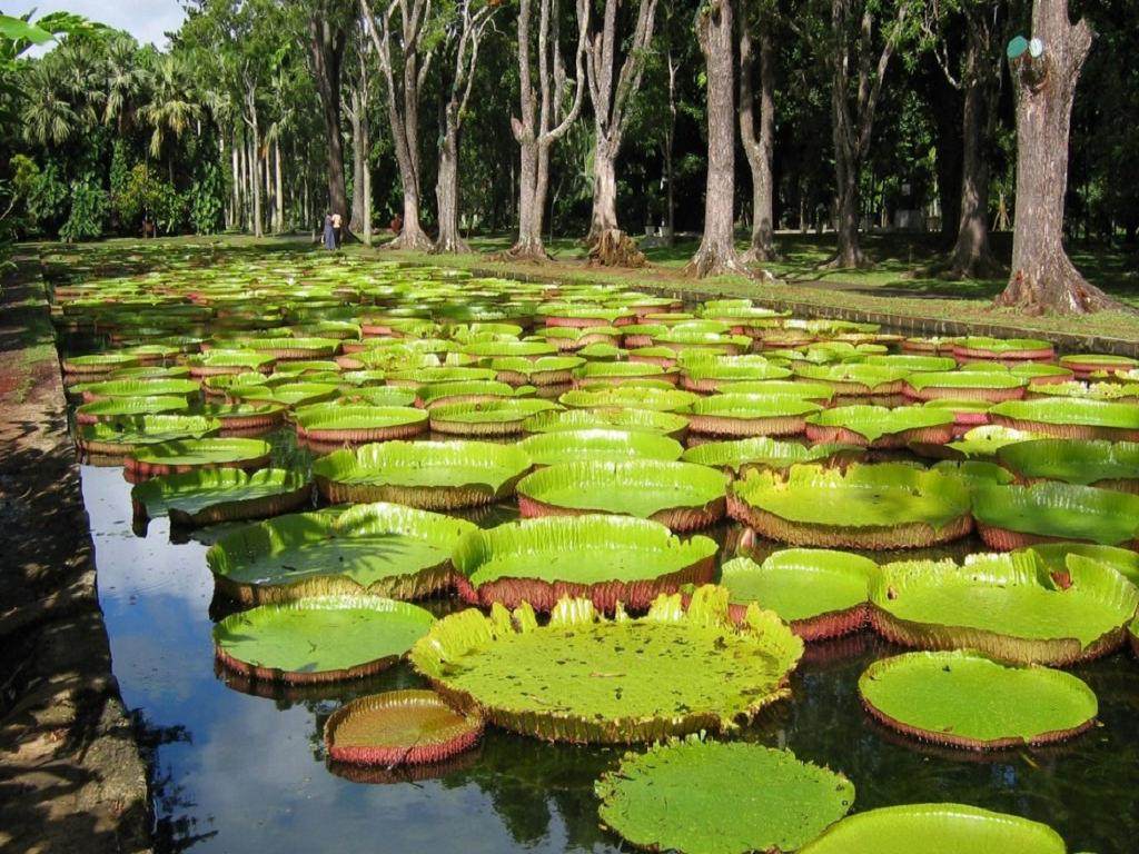 毛里求斯旅游 路易港,首都和庞普勒穆斯花园与午餐