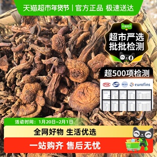 超市甄选特产级野生榛蘑东北小鸡炖蘑菇菌子丁干货无根非新鲜
