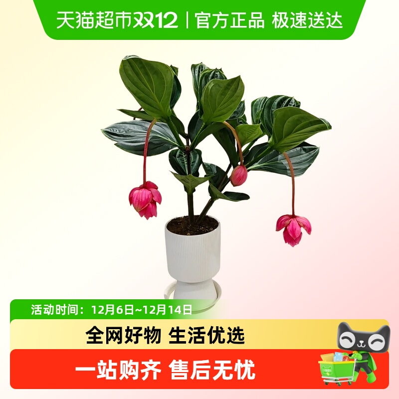 朵屿花间宝莲灯花盆栽花苗绿植