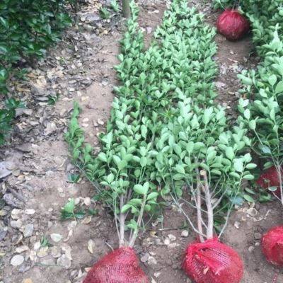 丛生北海道黄杨冬青四季常青耐寒绿篱笆围墙植物黄杨庭院绿化苗木