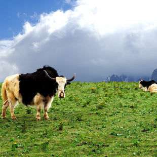 [玉龙雪山-牦牛坪索道+环保车+雪厨自助餐]牦牛坪索道加雪厨自助中餐