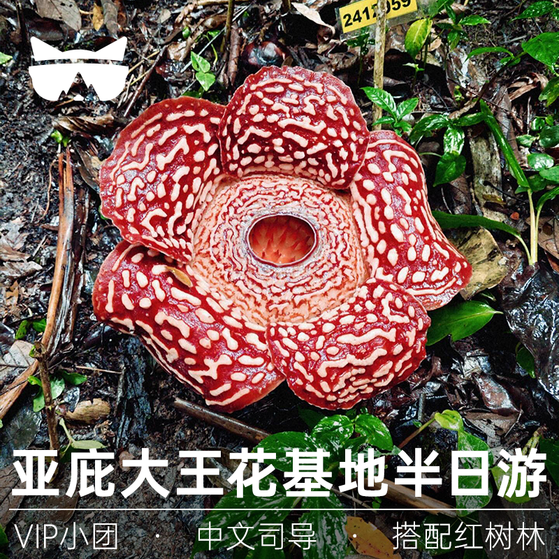 懒猫旅行 马来西亚沙巴大王花基地保护区半日可搭配红树林一日游