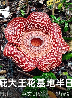 懒猫旅行 马来西亚沙巴大王花基地保护区半日可搭配红树林一日游