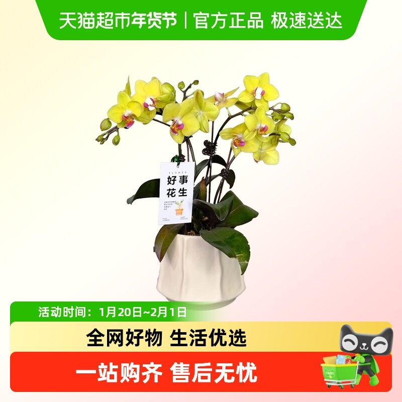 蝴蝶兰花苗带花剑带花苞盆栽兰花大苗客厅室内植物花卉,鲜花速递/花卉仿真/绿植园艺,国兰/杂交兰/洋兰类,淘宝优惠券,粉丝福利购,淘宝优惠卷