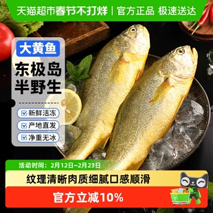 赫敏舟山东极岛半野生大黄鱼新鲜冷冻生态海鲜水产