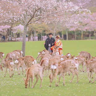 日本旅游6天5晚自由行东京大阪北海道蜜月游日本签证机票酒店