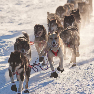 挪威特罗姆瑟狗拉雪橇半日游【英文团·特罗姆瑟往返】