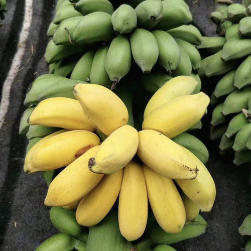 芭蕉小米蕉新鲜小香蕉甜焦孕妇儿童水果辅食营养丰富美味可口优选