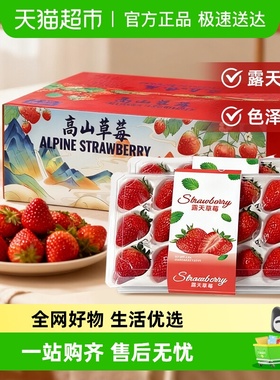 四川大凉山露天红颜草莓奶油草莓现摘新鲜水果生鲜时令礼盒