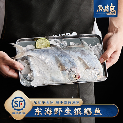 鲳鱼东海海捕平鱼白鲳鱼新鲜速冻银鲳鱼