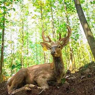 [茅山森林世界-大门票（活动票）]江苏常州茅山森林世界门票