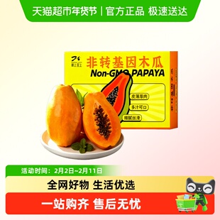 【非转基因木瓜】枝上至上木瓜先进培育技术坚守自然生长果味浓郁