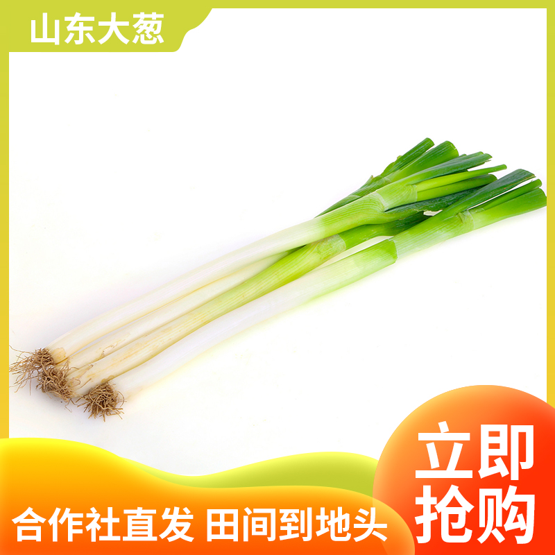 山东大葱新鲜包邮铁杆去叶特产大葱蔬菜优质直销草本新鲜应季粗壮
