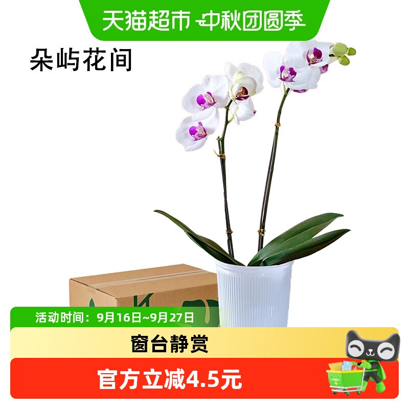 朵屿花间蝴蝶兰四季开花盆栽图片