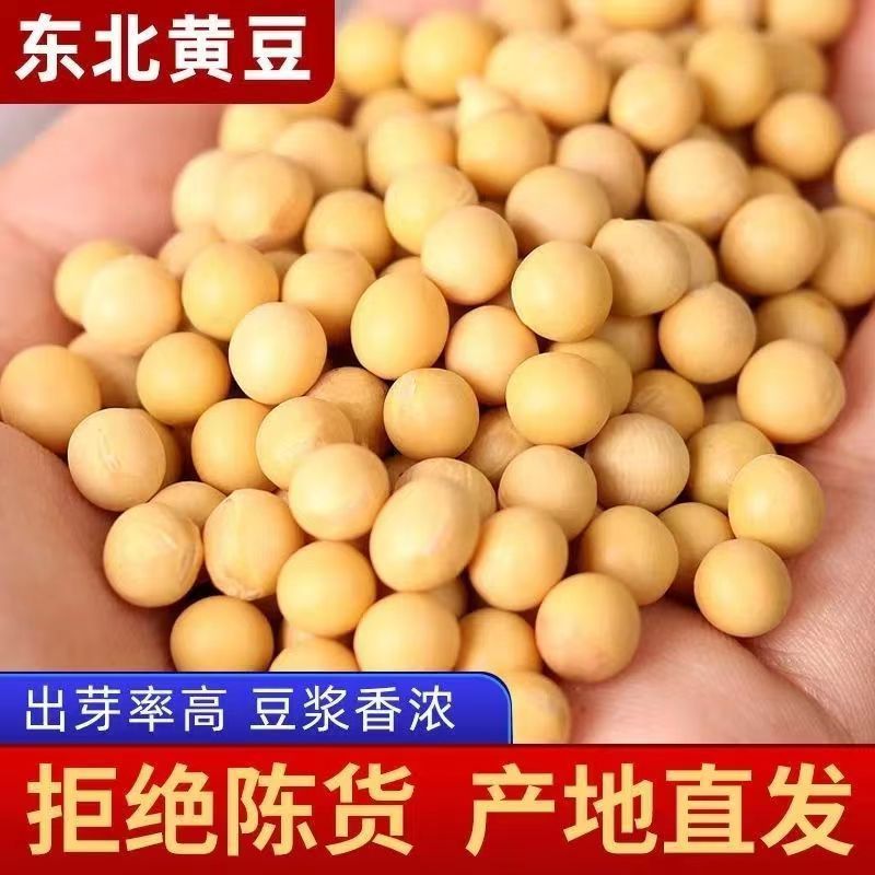 鲜香派正宗东北黄豆发芽率97%颗粒饱满大小均匀豆香浓郁