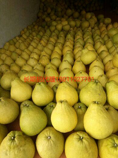 合江真龙柚6个装    精美礼品包装包邮