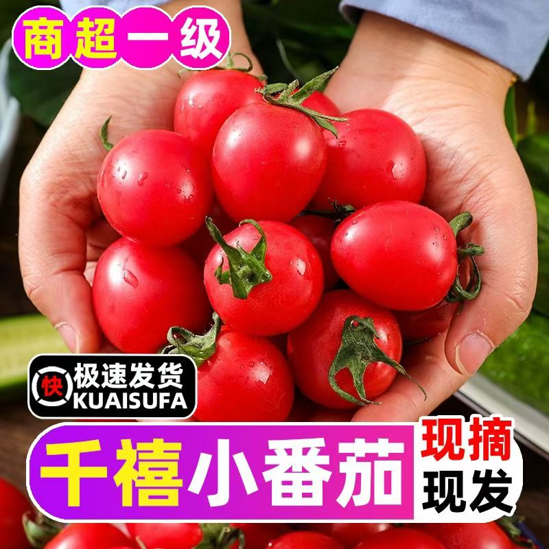 蜜甜小太阳圣女果爆汁轻糖零食5斤包邮小番茄空运圣女果产地直发