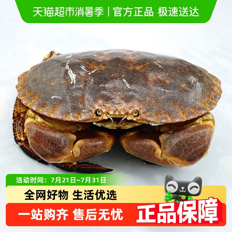 渔传播英国进口活鲜面包蟹