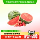 枝上至上美都沁糖西瓜現(xiàn)摘現(xiàn)發(fā)紅瓤薄皮無籽軟籽脆甜瓜