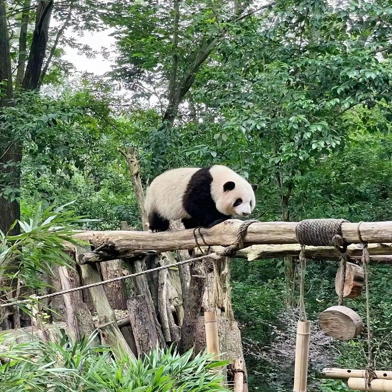成都精选 ▏成都九寨沟2天1晚 住沟口漫心酒店 游玩九寨沟景区