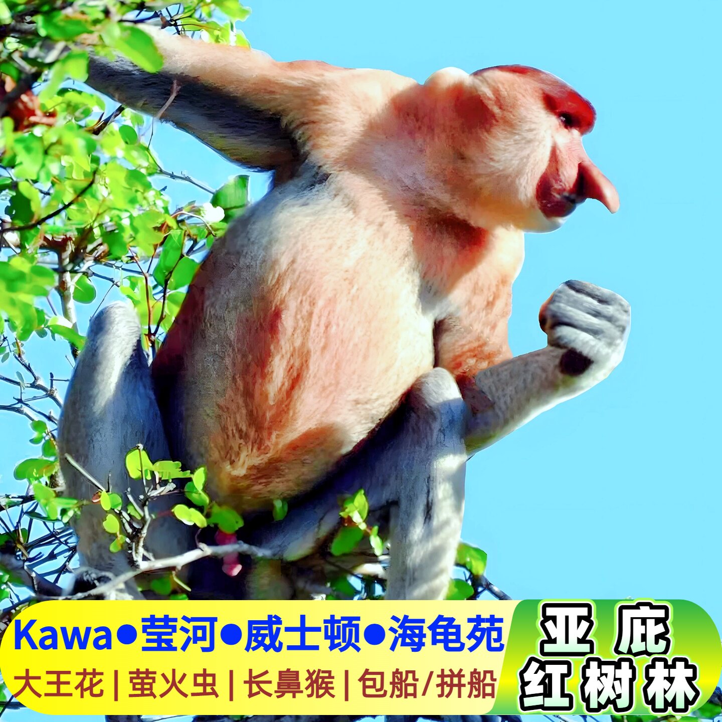 kawa红树林