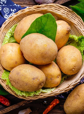 黄皮黄心土豆农家新鲜蔬菜现挖饱满马铃薯洋芋优质土豆粉糯当季新