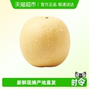 新鲜皇冠梨当季 水果酥脆皮薄多汁翠冠梨砀山梨