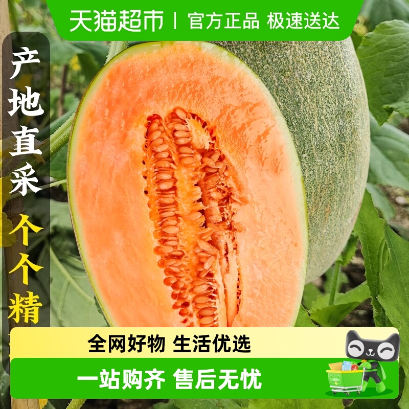 新鲜正宗当季哈密瓜